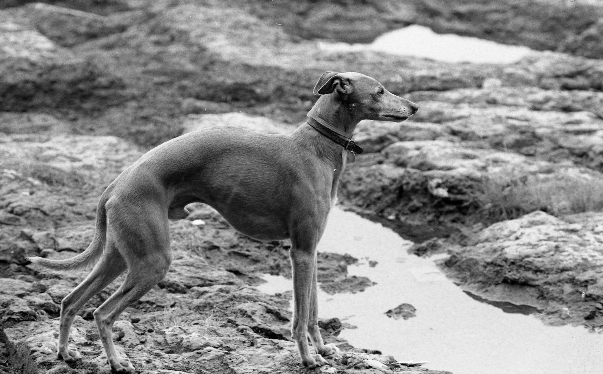 Negs173.jpg