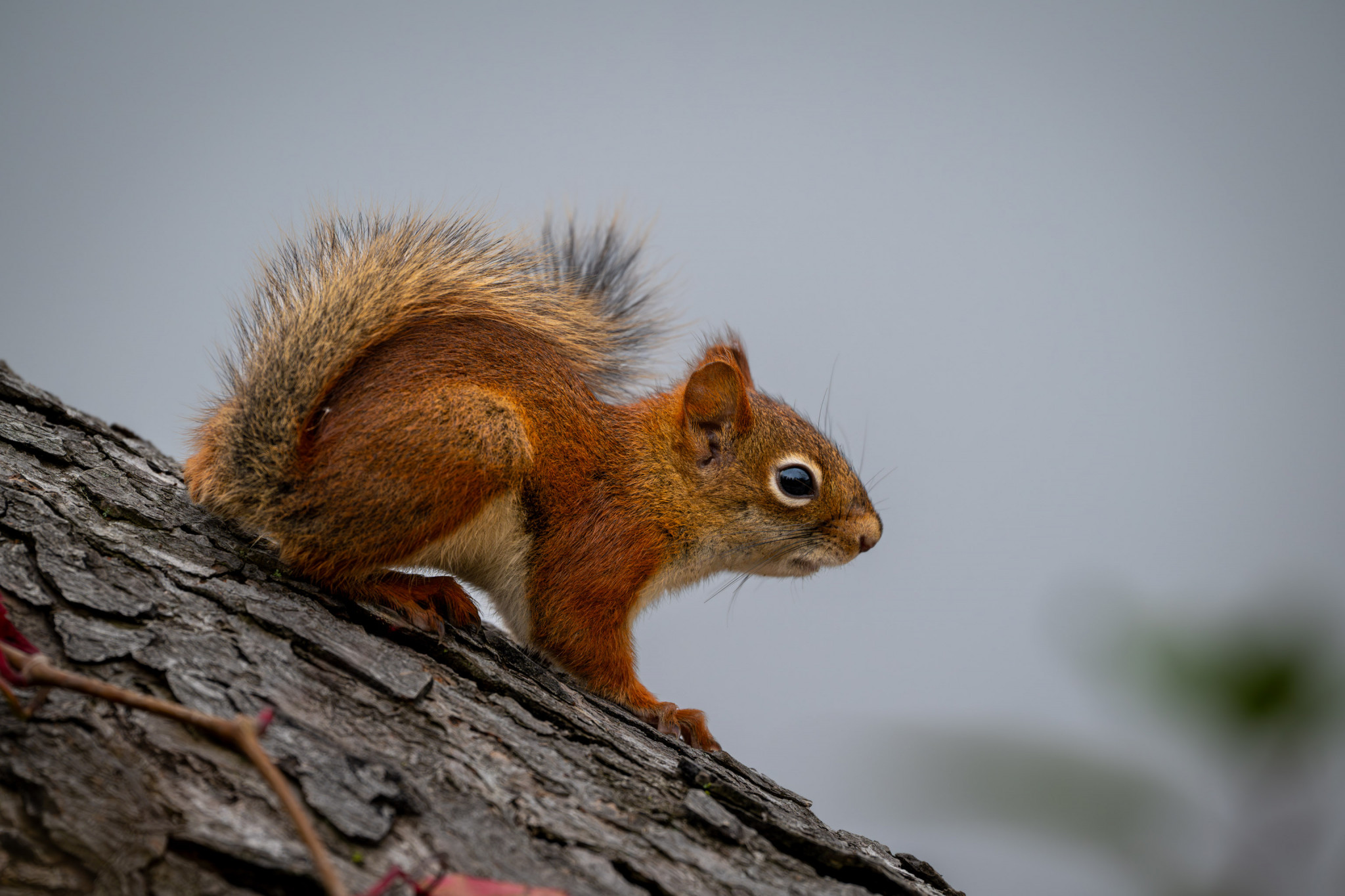_GPW4811-Enhanced-NR-Edit.jpg