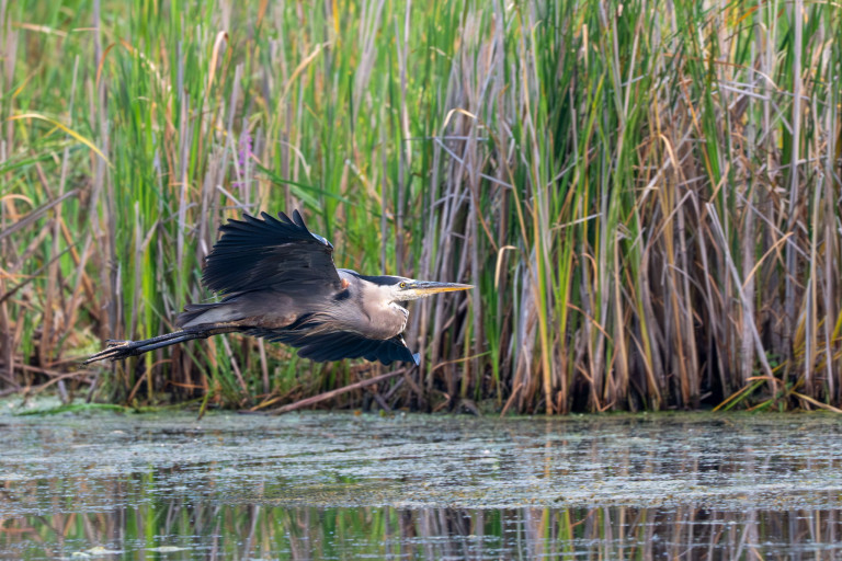 Heron and Egret at Petrie