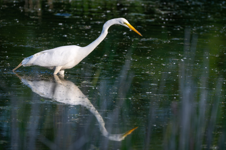 Heron and Egret at Petrie