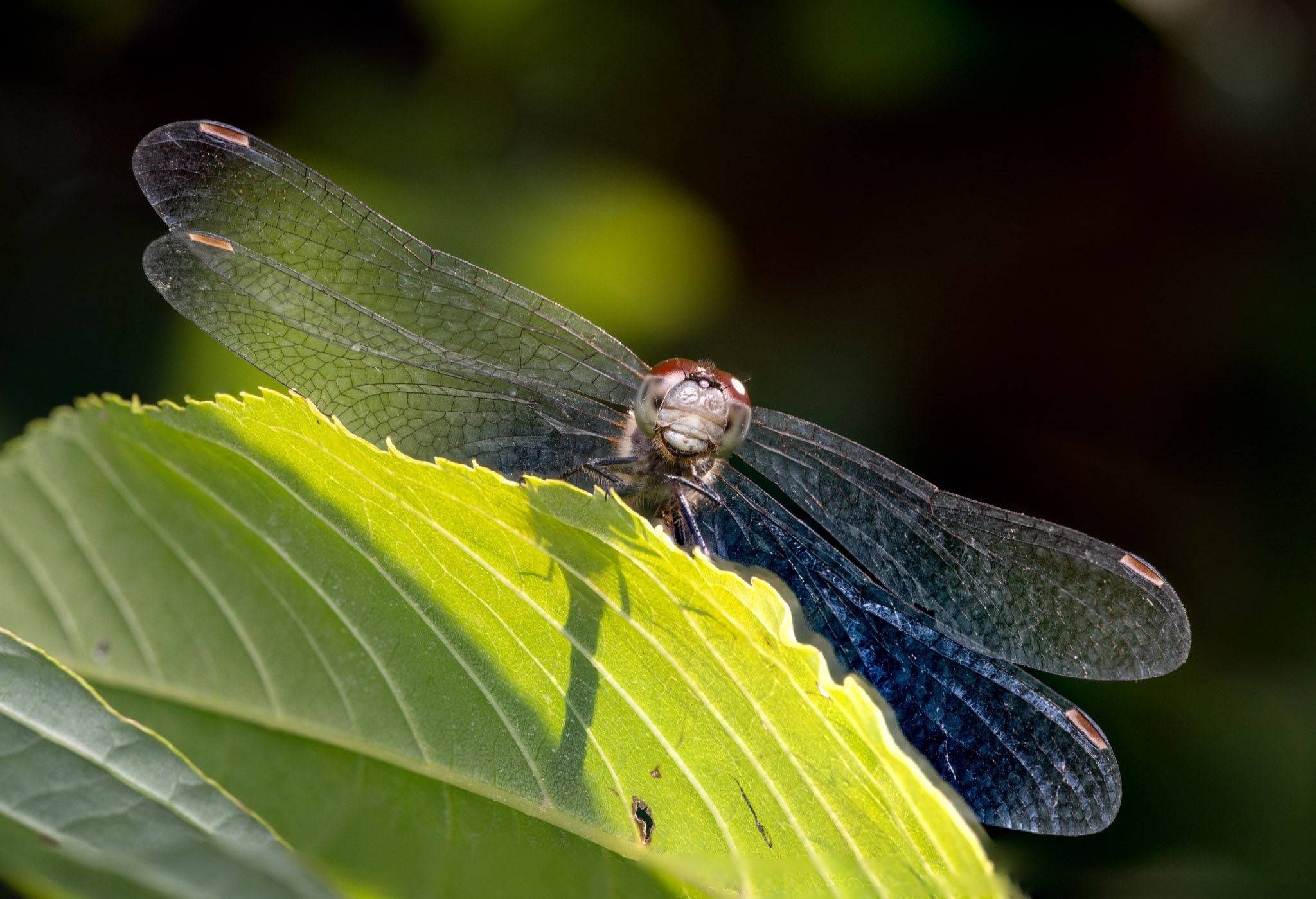 _GPW4312-Edit.jpg