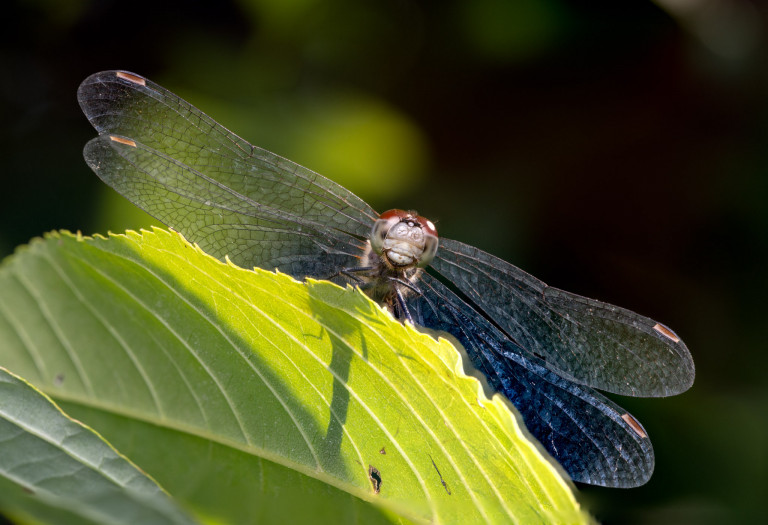 _GPW4312-Edit.jpg